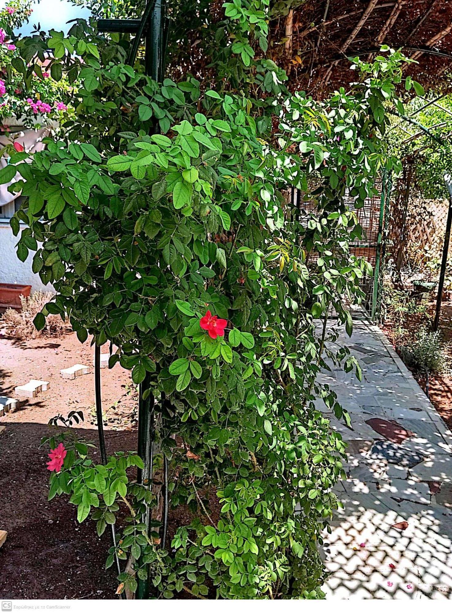 Εξοχικό Maria Villa Ambelakia Bagian luar foto
